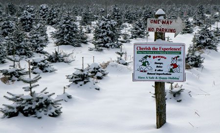Get Physical: Cut Your Own Christmas Tree