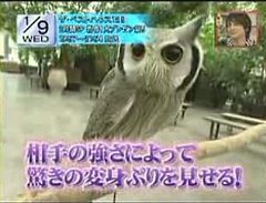 This Transformer Owl Is a Total Badass This Transformer Owl Is a Total Badass