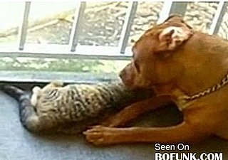 Cute Alert: Cat and Pitt Bull Are BFFs