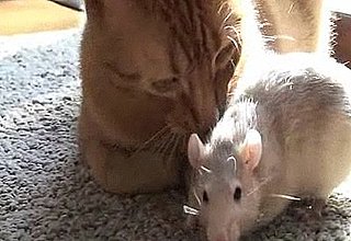 Cute Alert: Rat and Cat Are in Love