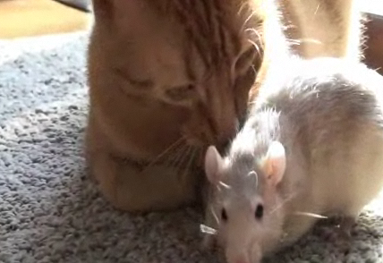 Cute Alert: Rat and Cat Are in Love