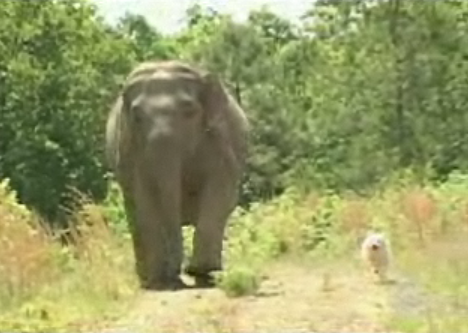 Cute Alert: Elephant and Dog Are BFFs