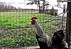 Excessive Rooster