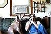 Ain't Nothin' But a Hound Dog, Singin' All the Time