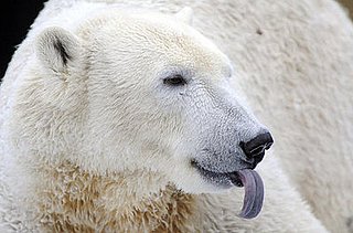 Knut at the Zoo