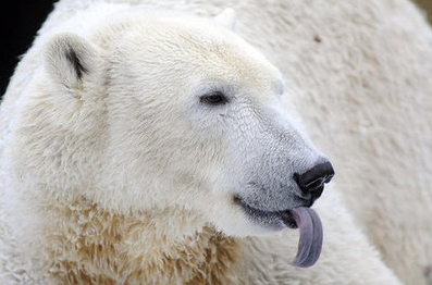Knut at the Zoo