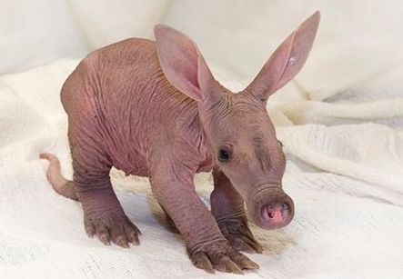 Cute Alert: Baby Aardvark at the Detroit Zoo
