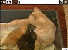 Happy Caturday! Happy Caturday!