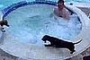 Mini-Dachshund Loves Hot Tubs