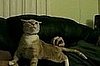 One of the Best Cat Videos Ever