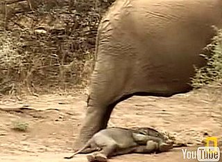 Cute Alert: Baby Elephant Gets Sleepy