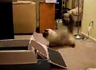 Cat Doesn't Like Automatic Litterbox