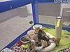 Giggle Links