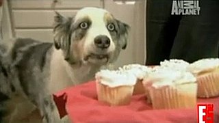 Poor Doggie!