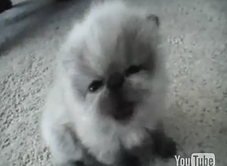Happy Caturday!