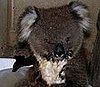 Cute Alert: Baby Koala Skinny Dips in a Tiny Tub of Water