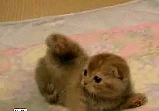 Cute Alert: Scottish Fold Kitty Frolicking With Glee