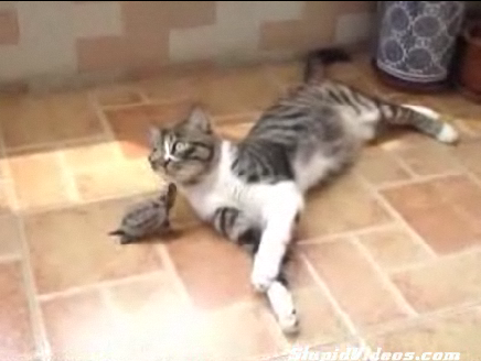 Turtle Loves Cat, Cat Doesn't Love Back