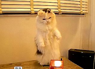 Cute Alert: Cat Plays the Theremin!