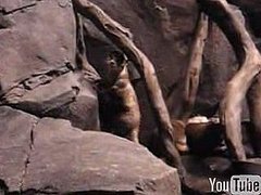 Otter Dances at the Zoo Otter Dances at the Zoo