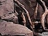 Otter Dances at the Zoo