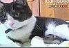 Genetically Altered Mice Not Afraid of Cats
