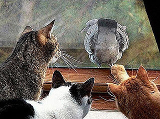 Bird Shows Cats Its Butt