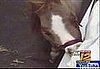 Cute Alert: Thumbelina, the World's Smallest Horse, Visits Sick Kids