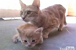 Happy Caturday!