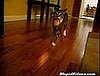 Cat Fetches String