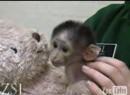 Cute Alert: White Naped Mangebay Baby Loves Her Teddy Bear