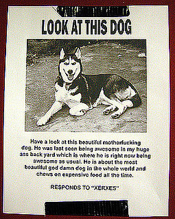 Look at This Dog!