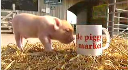Cute Alert: Little Bitty Piglets!