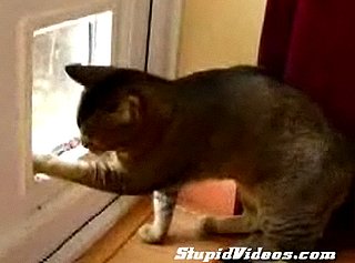 Cat Struggles With Door