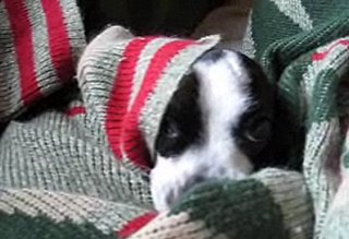 Cute Alert: Doggie Thinks It's Too Cold for June