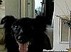 Dog Gets Beer For Lazy Man