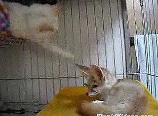 Cat Annoys Fennec Fox