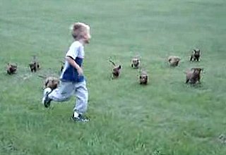 Cute Alert: Puppies Chase Boy