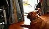 Cute Alert: Doggie Taps Paw to Rhythm of Music