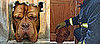 French Mastiff Gets Stuck in Cat Door