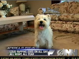 Tiny Dog Has Been Barking Nonstop for 6 Years