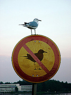 Bird Gives Your Sign the Bird