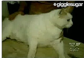 44-Pound Cat Found in New Jersey