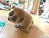 Cute Alert: Very. Slow. Loris