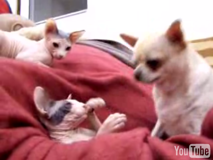 Cute Alert: Hairless Cat and Chihuahua Messin' Around