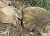 Cute Alert: Baby Warthog 