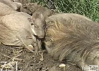 Cute Alert: Baby Warthog 