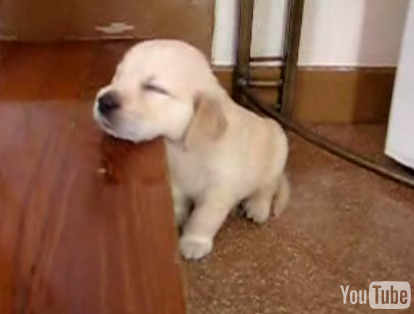 Cute Puppy Falls Asleep
