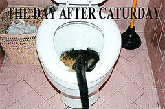 The Day After Caturday