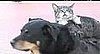 Interspecies Lovin': A Dog, a Cat, and a Rat